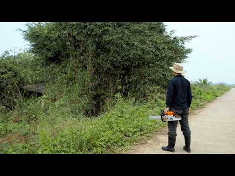Dangerous Large Tree Cutting from Above | Unique Root System