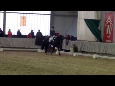 BON COEUR Sportprüfung für gekörte Hengste Münster-Handorf 2016