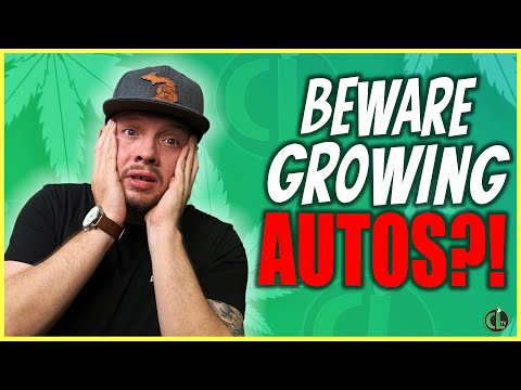 What You Need to Know Before Starting Autoflowers