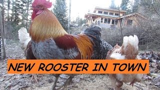 ROOSTER UPDATE: Mr Rooster STILL ALIVE BUT ROGUE ROOSTER SHOWS UP!!!!