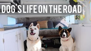 Travel Dog | What Traveling With Dogs Is Really Like!