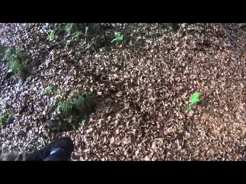 Cincis - Curpenii Silvasului - Prislop