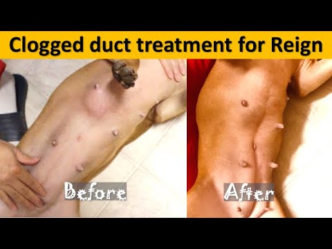 How to Treat Clogged Duct For Swollen Dog Breast FAST! False Pregnancy (Home Remedy)- King&Reign TV