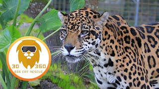 Sick Jaguar needs vet 3D 180VR