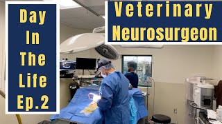 VETERINARY NEUROSURGEON - Day In The Life Ep. 2