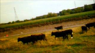 preview picture of video 'River Parrett Trail  'The Start nr  Chilton Trinity, PARTXI, 'The Bridgwater Visit' Aug 2013'