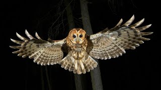 Marston Lodge Wildlife 🔴 4K  LIVE Barn Owls  🦉Kestrels 🥚 Tawny Owls 🦉 - From Leicestershire. UK