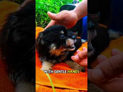 From Death's Door To New Life