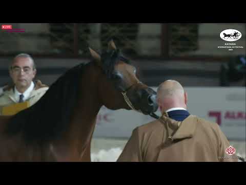 N 371 FATAH AL SHAHANIA   Katara Int  Arabian Horse Festival 2022   Colts 3 Years Old Class 6B