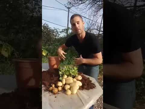 , title : 'סרטון הוצאת תפוחי האדמה בשידור חי'