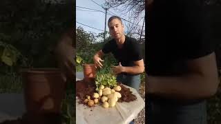 סרטון הוצאת תפוחי האדמה בשידור חי
