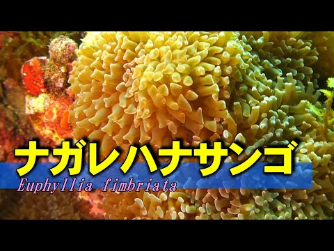 ナガレハナサンゴ