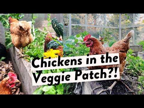 Everyone Says Chickens Destroy Veggie Gardens - But What If You Could Turn This Into A Positive?