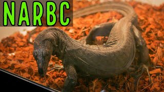 Tinley NARBC 2019 pt2 - Fear Not Tarantulas Breeding, Josh's Frogs &amp; Mostly Reptiles