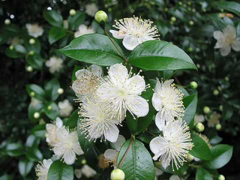Myrthenblüten op. 395 - Johann Strauss II
