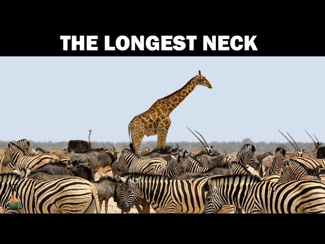 英语中Giraffe的视频发音