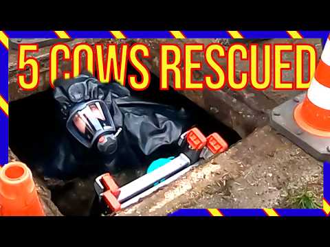 🚨 5 Koeien Gered uit Gierkelder | Brandweer Lunteren in Actie 🐄 - VOLUNTEERS DUTCH FIREFIGHTERS -