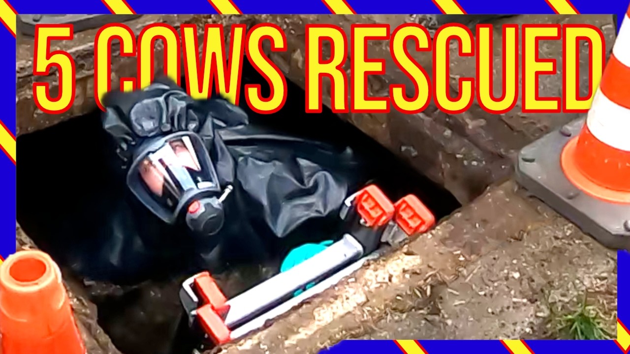 🚨 5 Koeien Gered uit Gierkelder | Brandweer Lunteren in Actie 🐄 - VOLUNTEERS DUTCH FIREFIGHTERS -
