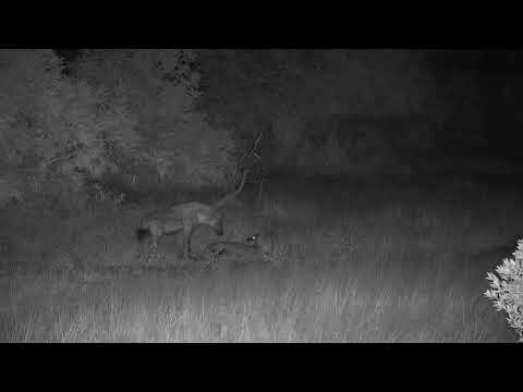 Djuma: Two Hyena on the move - 20:35 - 05/10/19
