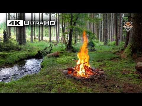 4K 📺 This is a Real Forest Campfire 🔥Soothing Sounds of Nature 🌲Ultra HD