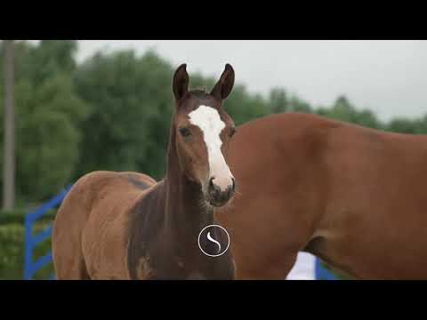 Vasco de Walput (Quaprice Bois Margot x Chacco Blue) - colt