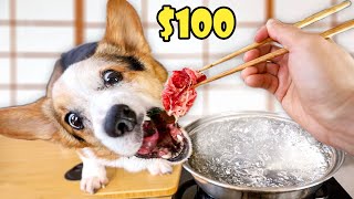Surprising My Corgi Dog w/ $100 Ultimate Hot Pot!
