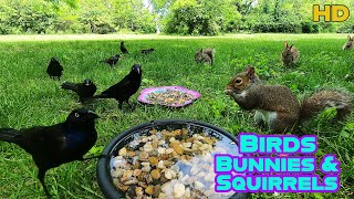 Entertain your Pets 😺🐶| 10-Hour Dog & Cat TV | Bunnies 🐇, Birds 🐦 & Squirrels 🐿| Background Ambience