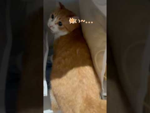 主に追いかけられてビビる猫の反応が人間すぎる。