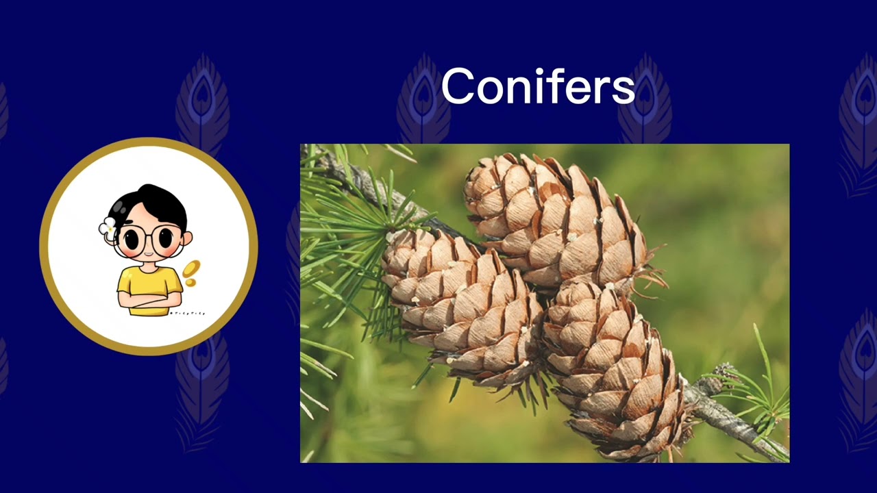 Lesson 10 - Non flowering Plants