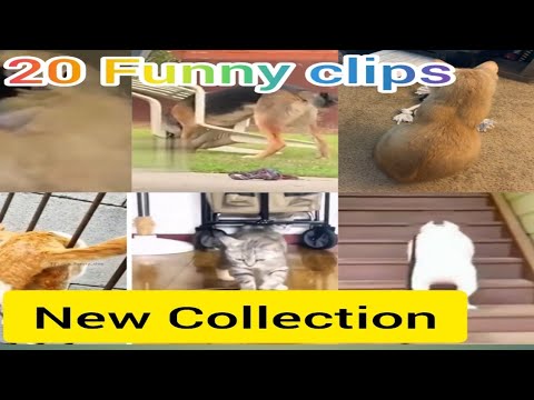 top 20 funny clips l Animals funny clips l most funny new clips collection