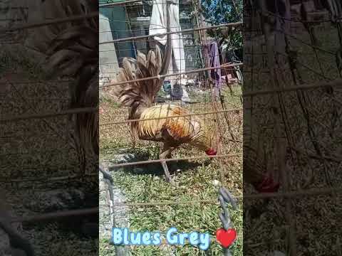 El Paborito Blues x Grey #gamefowlbreeder #shorts