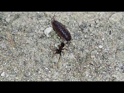 Isopod Vs Ants  (ant's dedication Vs isopod's stealth) MUST WATCH!