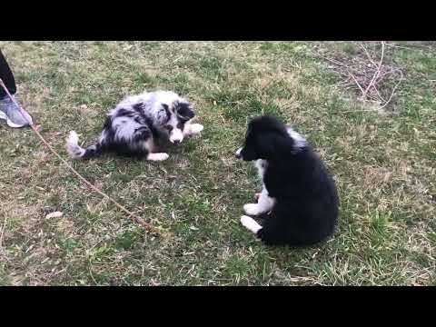 Border Collie puppy for sale