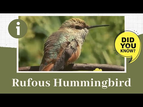 Rufous Hummingbird facts 🦜 flying 3,200 kilometers during their migratory transits 🦜