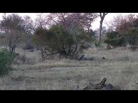 Djuma: Impala ram - 06:44 - 06/29/21