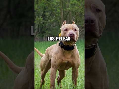 Result of crossing a Pitbull with an Argentinian Dogo #shorts #pitbull #dogoargentino