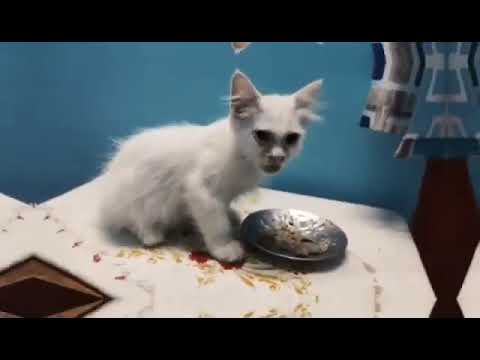 Charlie is eating Chicken liver  (koliza) #charlie #cat #catlover #catvideos