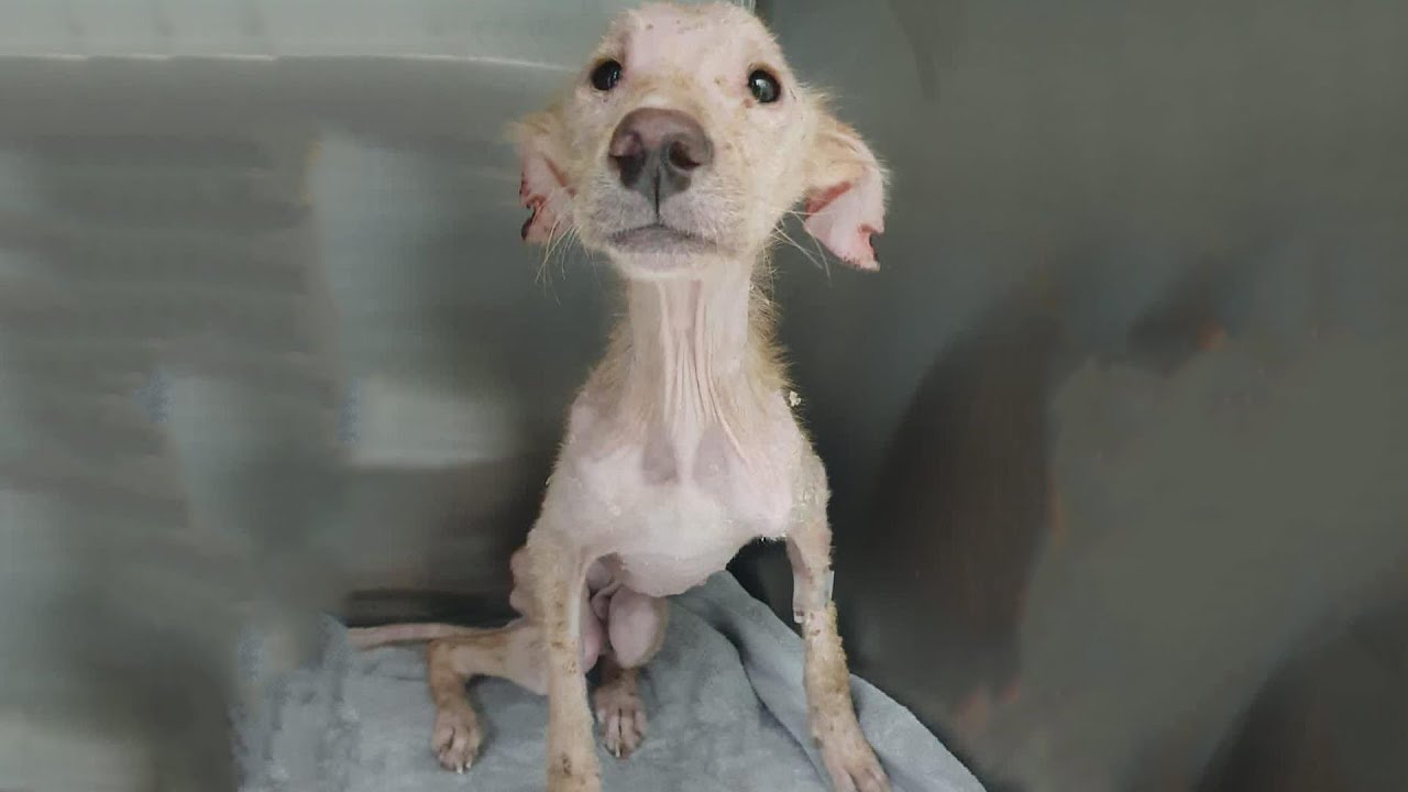 The Loyal Companion: Understanding the Life and Love of Dogs