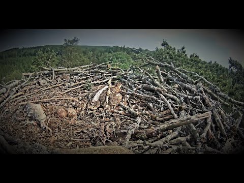Osprey chick in Latvia, alone on the nest 2020 06 18 13 53 00 218
