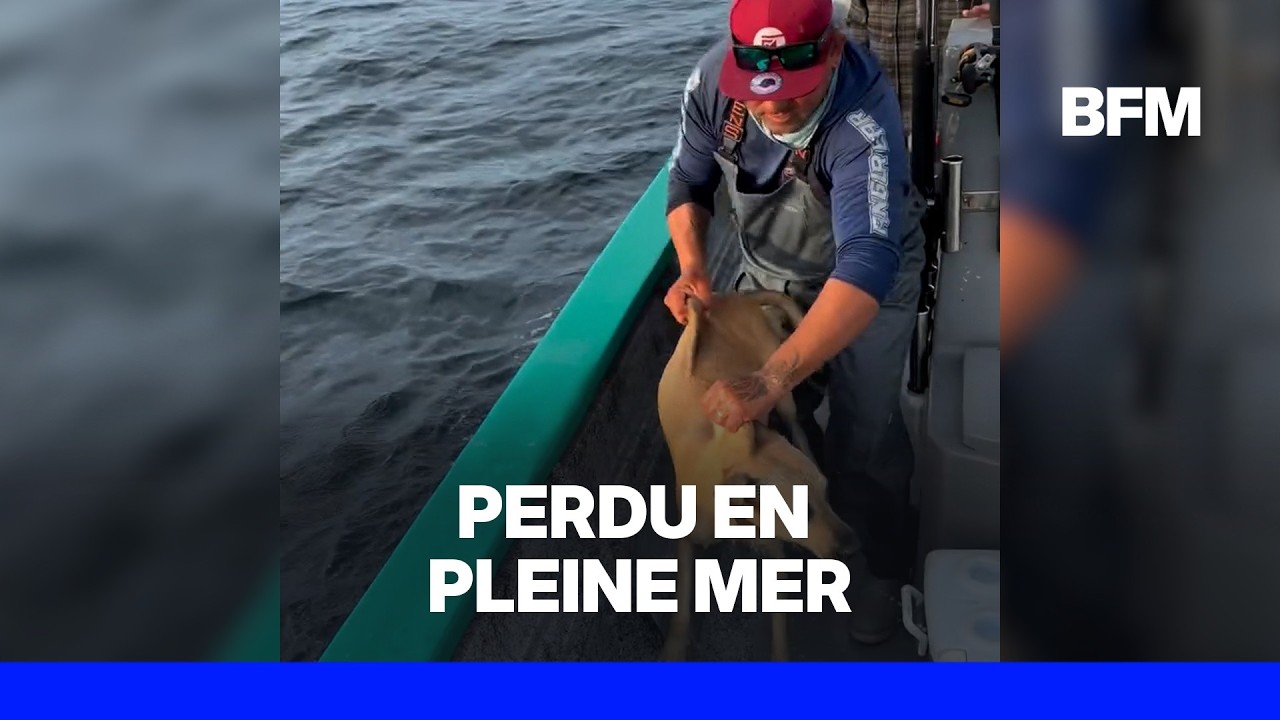 Mexique: des pêcheurs sauvent un chien perdu au milieu de l'océan