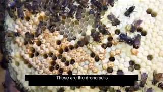 #3 Random Bee farming : Bee hive splitting(Indian bees)