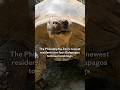 Galapagos Tortoise Hatchlings Arrive At The Philadelphia Zoo