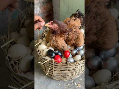 Amazing Hen hatching Eggs to chicks