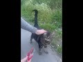 Hungry Cats Are Meowing Loudly Asking For Food Part 2