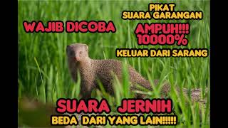 Download lagu Suara pikat garangan paling ampuh. suara jernih TERBARU ‼️ mp3