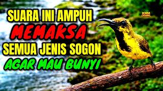 Download lagu Bikin birahi & emosi naik‼️ Pancingan sogon agar bunyi gacor mp3