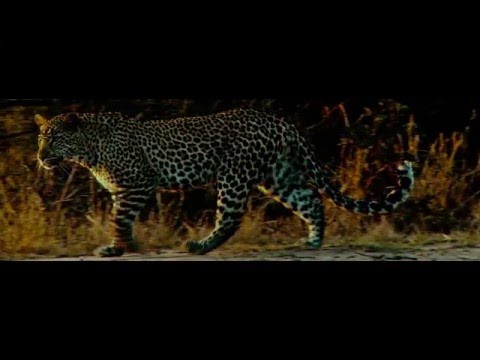 Lexy Panterra   Bloodshot OFFICIAL VIDEO