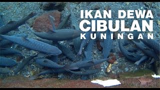 Download lagu Ikan Dewa Cibulan - Ngeri! Obyek Wisata Kuningan Jawa Barat mp3