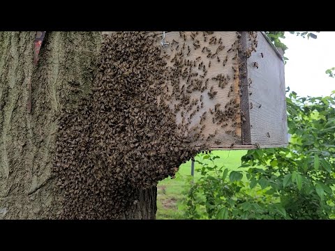 Bầy ong mật khổng lồ di chuyển vào bẫy bầy ong ở sân sau ... đoạn giới thiệu