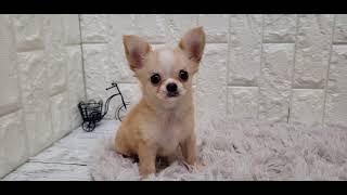 チワワ（ロング）の動画01